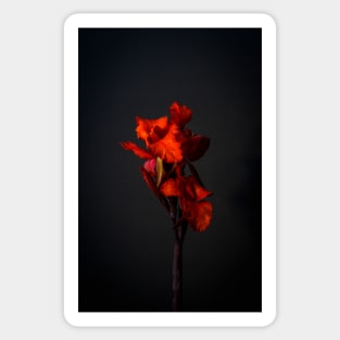 Red Canna Lilies Still Life Sticker